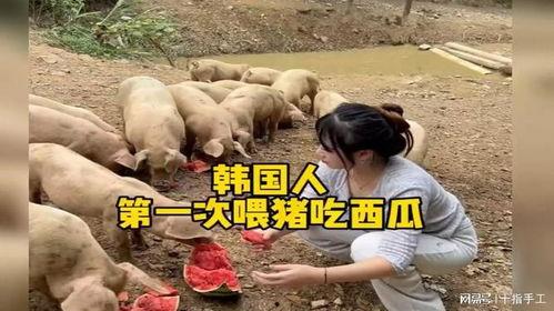 猪为什么会吃瓜,探究猪的饮食习惯与营养需求