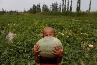 不知岁岁吃瓜,揭秘网络时代的“吃瓜”文化