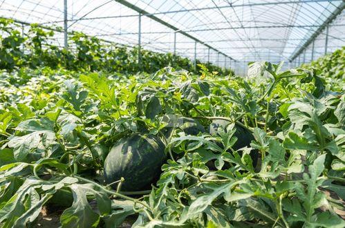 路不平在线吃瓜,揭秘娱乐圈幕后风云