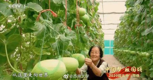 豆瓣自由吃瓜基组,揭秘网络舆论场的“吃瓜群众”