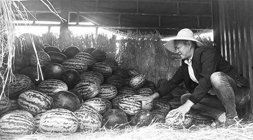 砀山吃瓜群众现象,网络围观下的社会现象解析