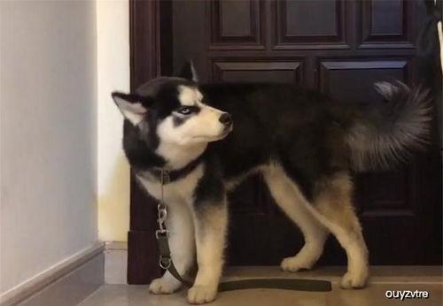 哈士奇吃瓜看戏,揭秘狗狗的娱乐生活