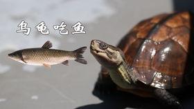 大红耳龟吃瓜,大红耳龟的夏日瓜果盛宴